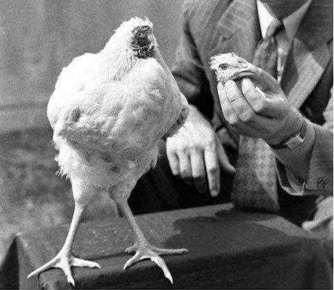 Takjub, Ayam Hidup Tanpa Kepala Makan Melalui Tunggul Leher